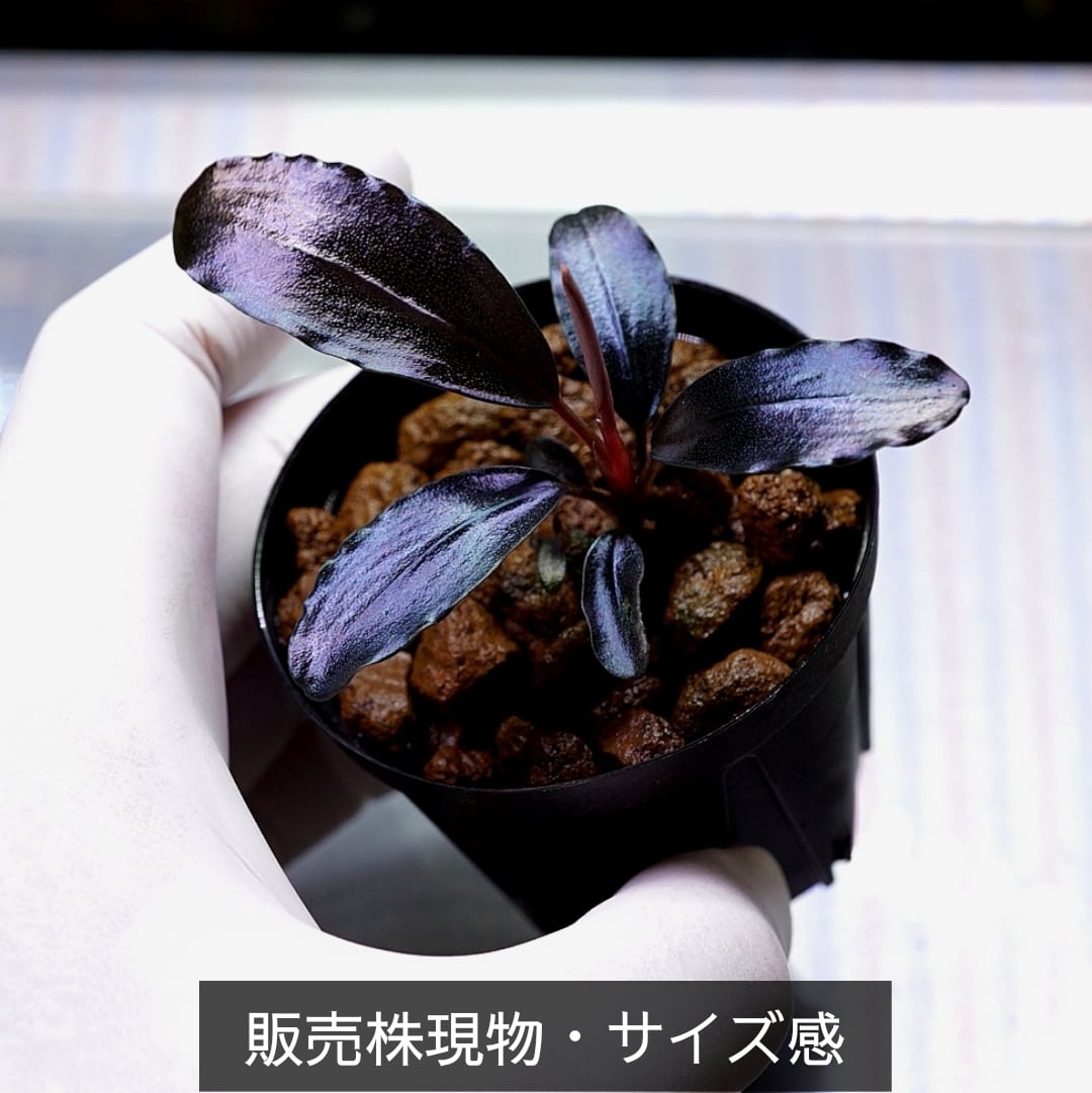 一点物】Bucephalandra sp.”Theia blue” No-001 | ブルーゲッコーラボ