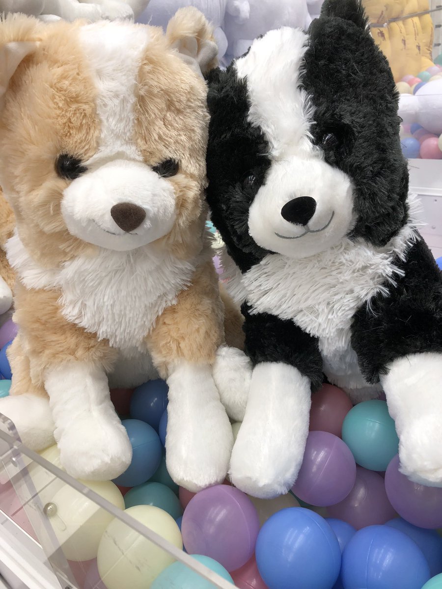 くったりボーダーコリー【新作】おりこうさん ノワール ウルトラBIG