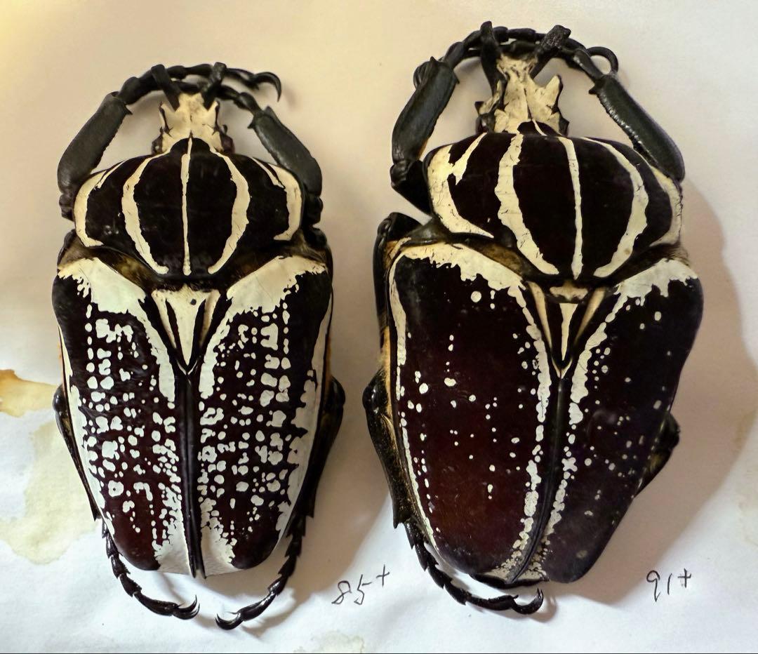 n*s様 昆虫標本　カメルーン　ゴライアスオオツノハナムグリ　2頭　M9,10 n*s様 昆虫標本 カメルーン ゴライアスオオツノハナムグリ 2頭 M9,10 n
